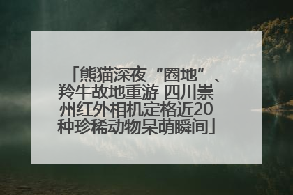 熊猫深夜“圈地”、羚牛故地重游 四川崇州红外相机定格近20种珍稀动物呆萌瞬间