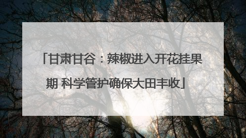甘肃甘谷：辣椒进入开花挂果期 科学管护确保大田丰收