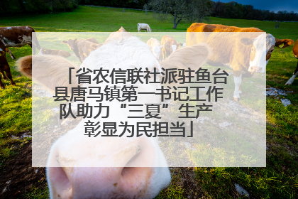 省农信联社派驻鱼台县唐马镇第一书记工作队助力“三夏”生产 彰显为民担当