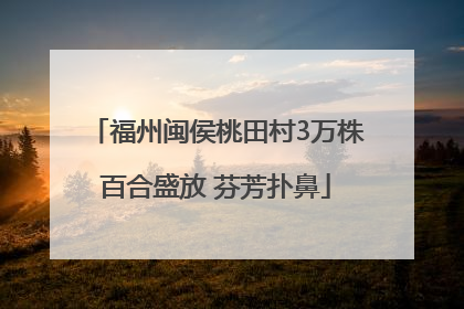 福州闽侯桃田村3万株百合盛放 芬芳扑鼻
