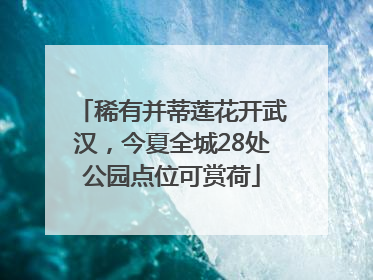 稀有并蒂莲花开武汉，今夏全城28处公园点位可赏荷