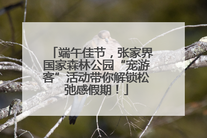 端午佳节，张家界国家森林公园“宠游客”活动带你解锁松弛感假期！