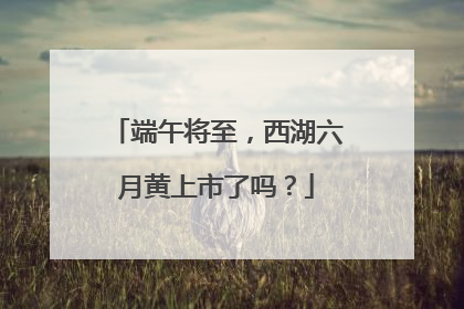 端午将至，西湖六月黄上市了吗？