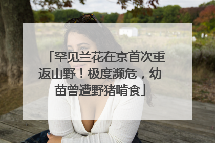 罕见兰花在京首次重返山野！极度濒危，幼苗曾遭野猪啃食