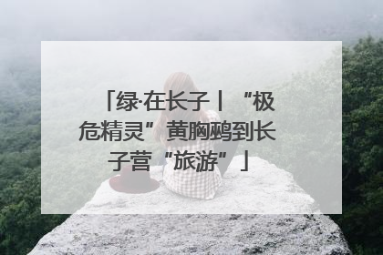 绿·在长子丨“极危精灵”黄胸鹀到长子营“旅游”