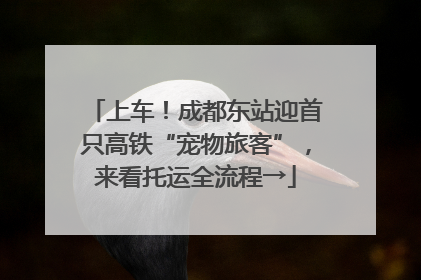 上车！成都东站迎首只高铁“宠物旅客”，来看托运全流程→
