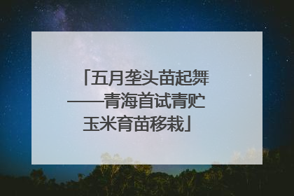 五月垄头苗起舞——青海首试青贮玉米育苗移栽