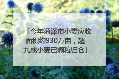 今年菏泽市小麦应收面积约930万亩，超九成小麦已颗粒归仓