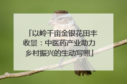 以岭千亩金银花田丰收景：中医药产业助力乡村振兴的生动写照