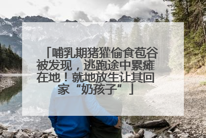 哺乳期猪獾偷食苞谷被发现，逃跑途中累瘫在地！就地放生让其回家“奶孩子”
