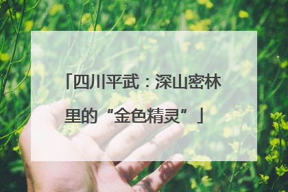 四川平武：深山密林里的“金色精灵”