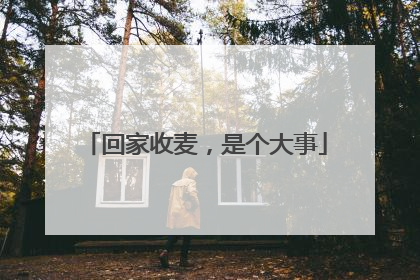 回家收麦，是个大事