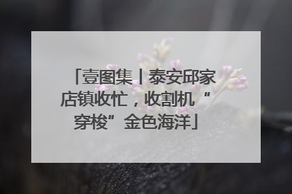 壹图集丨泰安邱家店镇收忙，收割机“穿梭”金色海洋