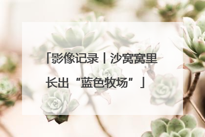 影像记录丨沙窝窝里长出“蓝色牧场”