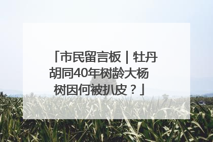 市民留言板｜牡丹胡同40年树龄大杨树因何被扒皮？