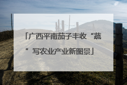 广西平南茄子丰收“蔬”写农业产业新图景