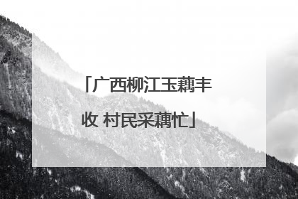 广西柳江玉藕丰收 村民采藕忙