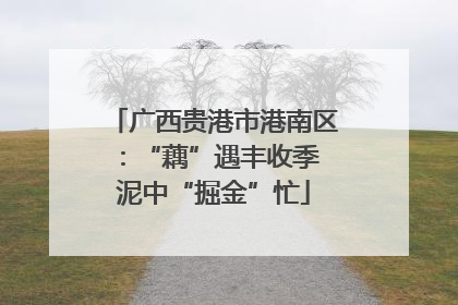 广西贵港市港南区：“藕”遇丰收季 泥中“掘金”忙
