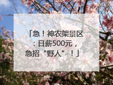 急！神农架景区：日薪500元，急招“野人”！