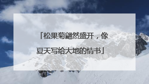 松果菊翩然盛开，像夏天写给大地的情书