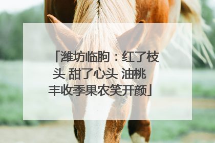潍坊临朐：红了枝头 甜了心头 油桃丰收季果农笑开颜