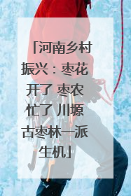 河南乡村振兴：枣花开了 枣农忙了 川塬古枣林一派生机