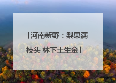 河南新野：梨果满枝头 林下土生金