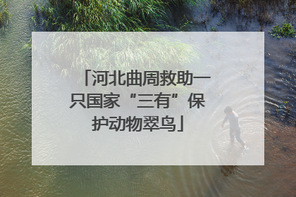 河北曲周救助一只国家“三有”保护动物翠鸟