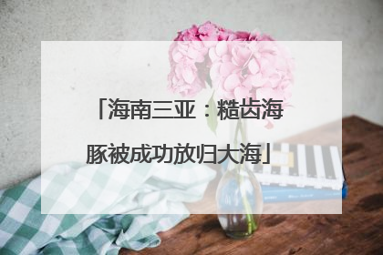 海南三亚：糙齿海豚被成功放归大海