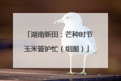 湖南新田：芒种时节玉米管护忙（组图）