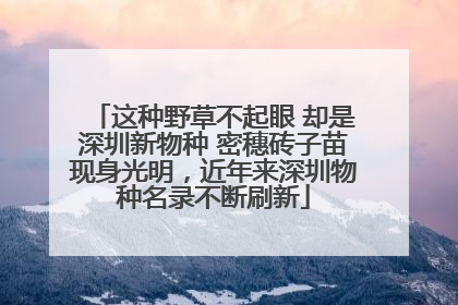 这种野草不起眼 却是深圳新物种 密穗砖子苗现身光明，近年来深圳物种名录不断刷新