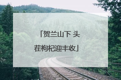 贺兰山下 头茬枸杞迎丰收