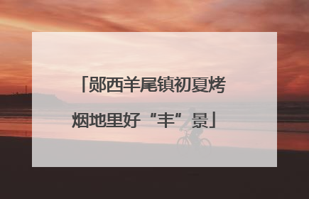 郧西羊尾镇初夏烤烟地里好“丰”景