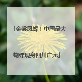 金裳凤蝶！中国最大蝴蝶现身四川广元
