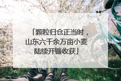 颗粒归仓正当时，山东六千余万亩小麦陆续开镰收获
