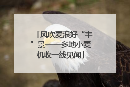 风吹麦浪好“丰”景——多地小麦机收一线见闻