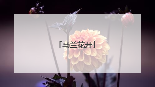 马兰花开