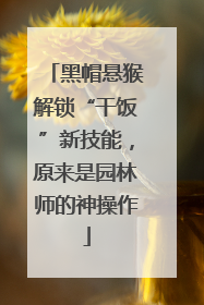 黑帽悬猴解锁“干饭”新技能，原来是园林师的神操作