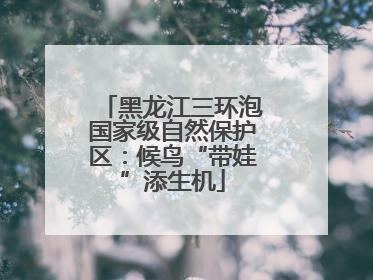 黑龙江三环泡国家级自然保护区：候鸟“带娃”添生机